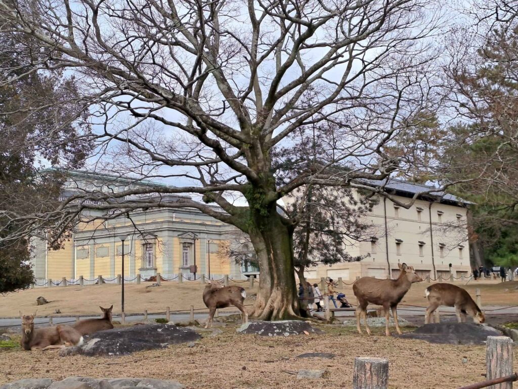 日本奈良小鹿